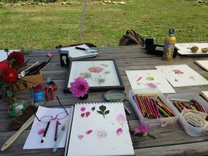 botanical drawing workshop class illustration wendy hollender