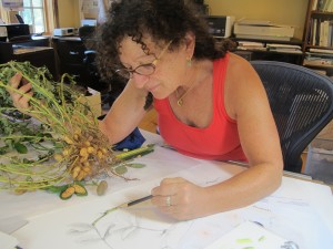 wendy hollender botanical illustration illustrator artist art drawing color peanuts