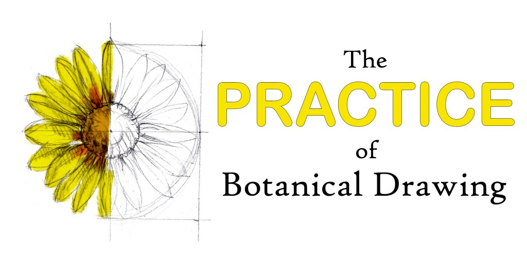 botanical illustration drawing art practice learn online classes flower logo