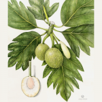 botanical drawing illustration colored pencil leaf fruit wendy hollender