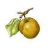 botanical drawing illustration colored pencil pear fruit wendy hollender