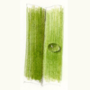 botanical drawing illustration colored pencil leaf water drop wendy hollender