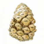 botanical drawing illustration colored pencil pine cone wendy hollender