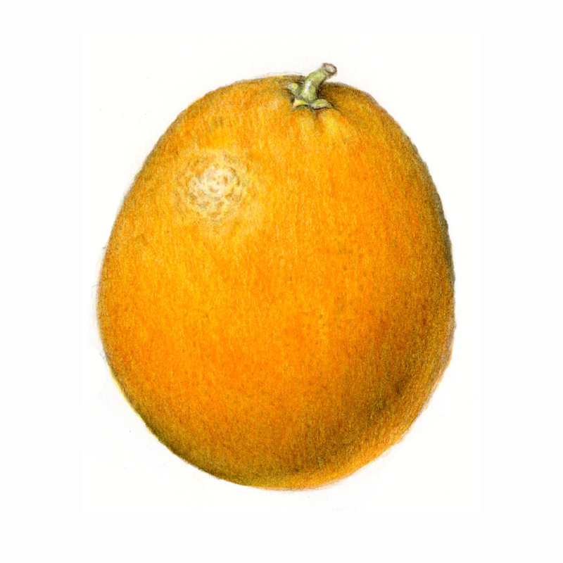 Lesson 4 Drawing a Citrus Fruit in Color Part 1 Draw Botanical LLC