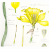 botanical drawing illustration colored pencil flower daffodil wendy hollender