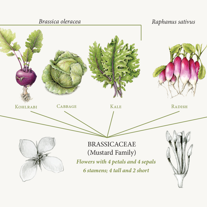 Lesson 8 Identifying Plant Families Draw Botanical