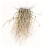 botanical drawing illustration colored pencil roots wendy hollender
