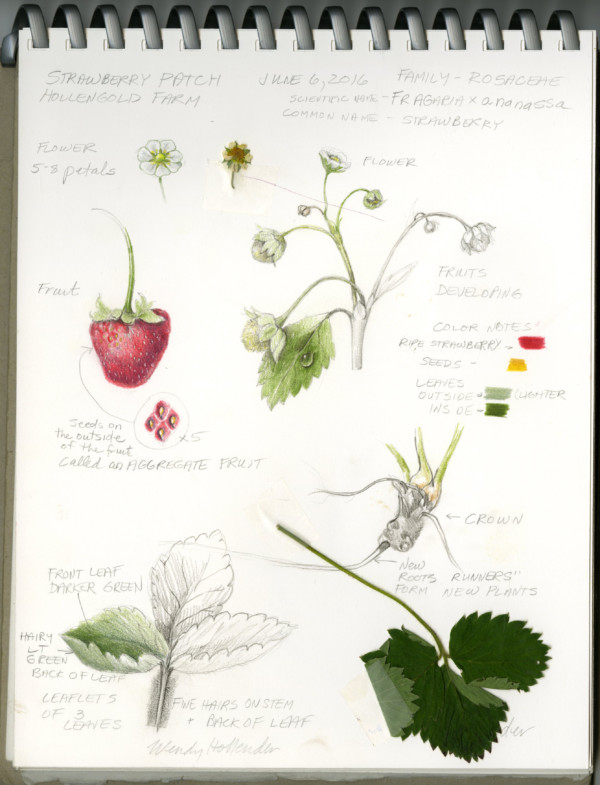 botanical drawing illustration colored pencil flower strawberry sketchbook wendy hollender