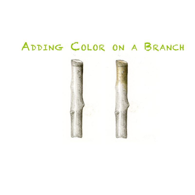 BB-Lesson 14: Adding Color to a Branch - Draw Botanical LLC