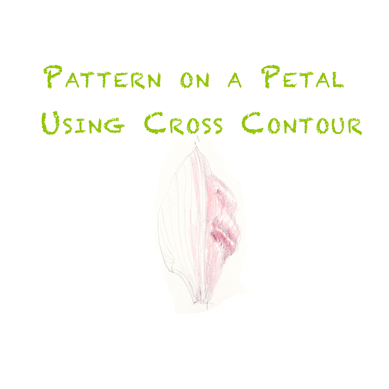 Lesson 28: Applying Pattern to Petal - Draw Botanical LLC