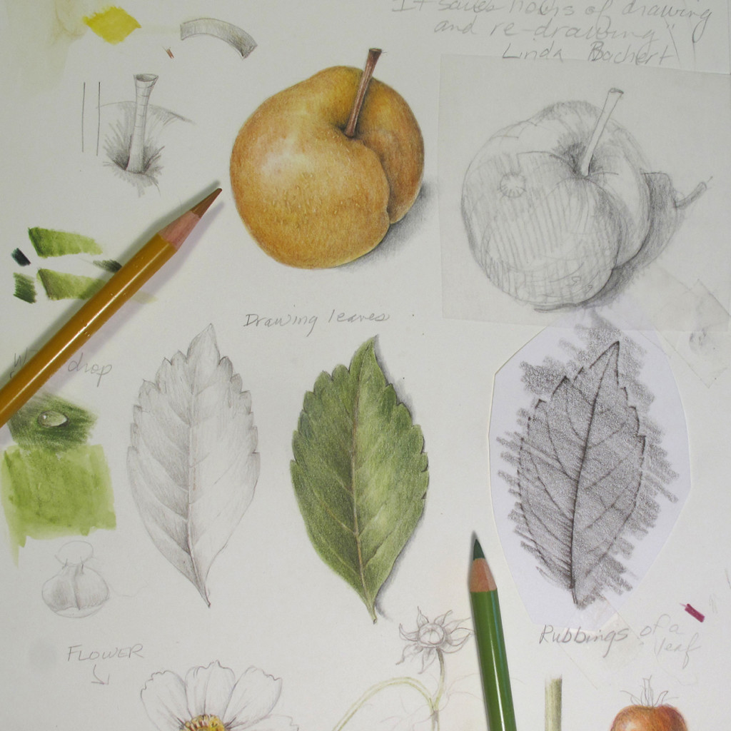 again pear botanical illustration