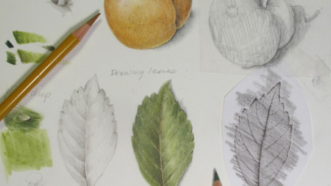 Timeless Botanical Drawing Technique From A 1760 Coloring Book - Draw ...