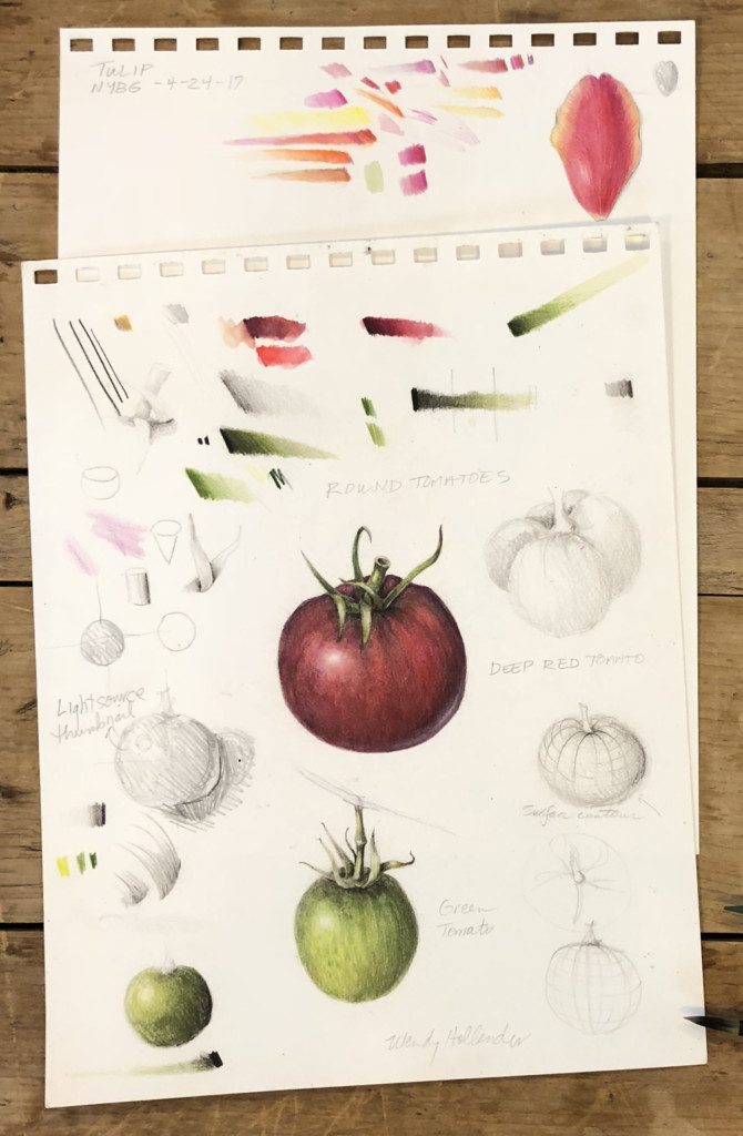 Home-Learn Botanical Drawing - Draw Botanical