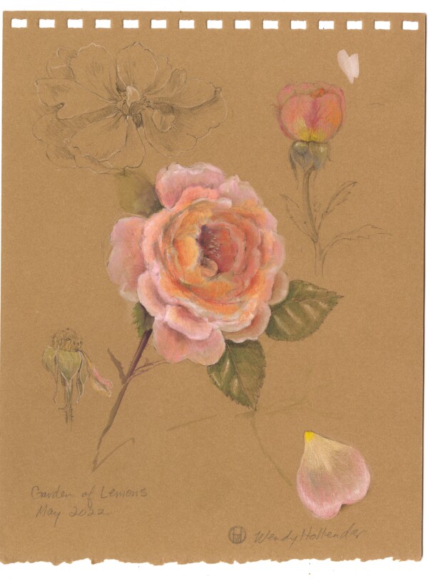 Rose on kraft paper by Wendy Hollender