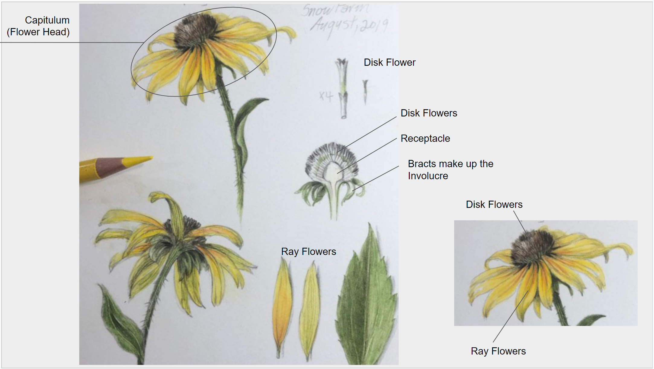 flowering plant parts