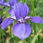 Profile picture of Ginger