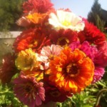 Profile picture of Linda Johnson