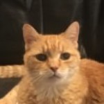 Profile picture of 6kitties