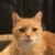 Profile picture of 6kitties