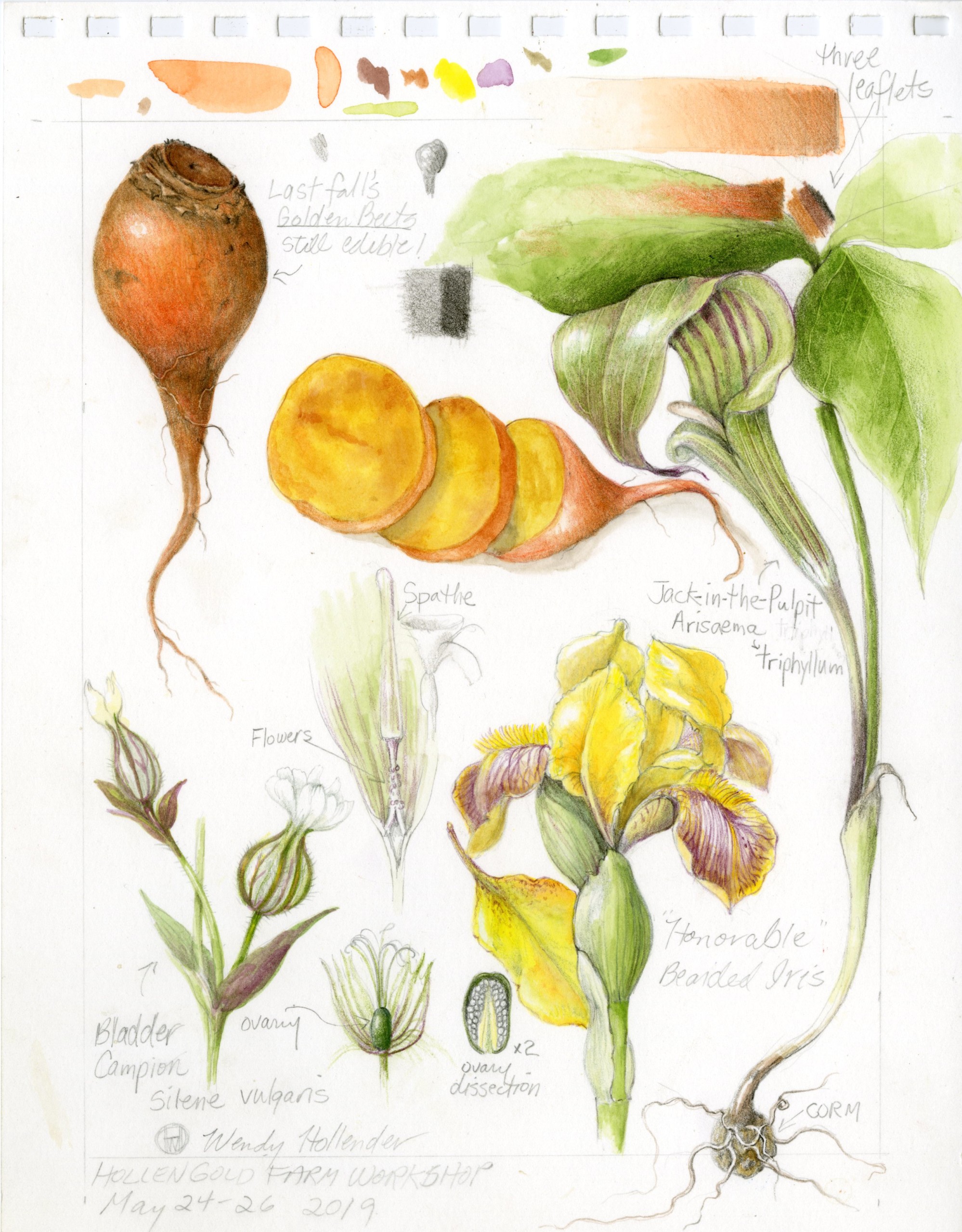 Zoom Workshop 136: Calla Lilies & Spathes - Image 4