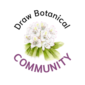 Useful Tools for Botanical Drawing - Draw Botanical LLC