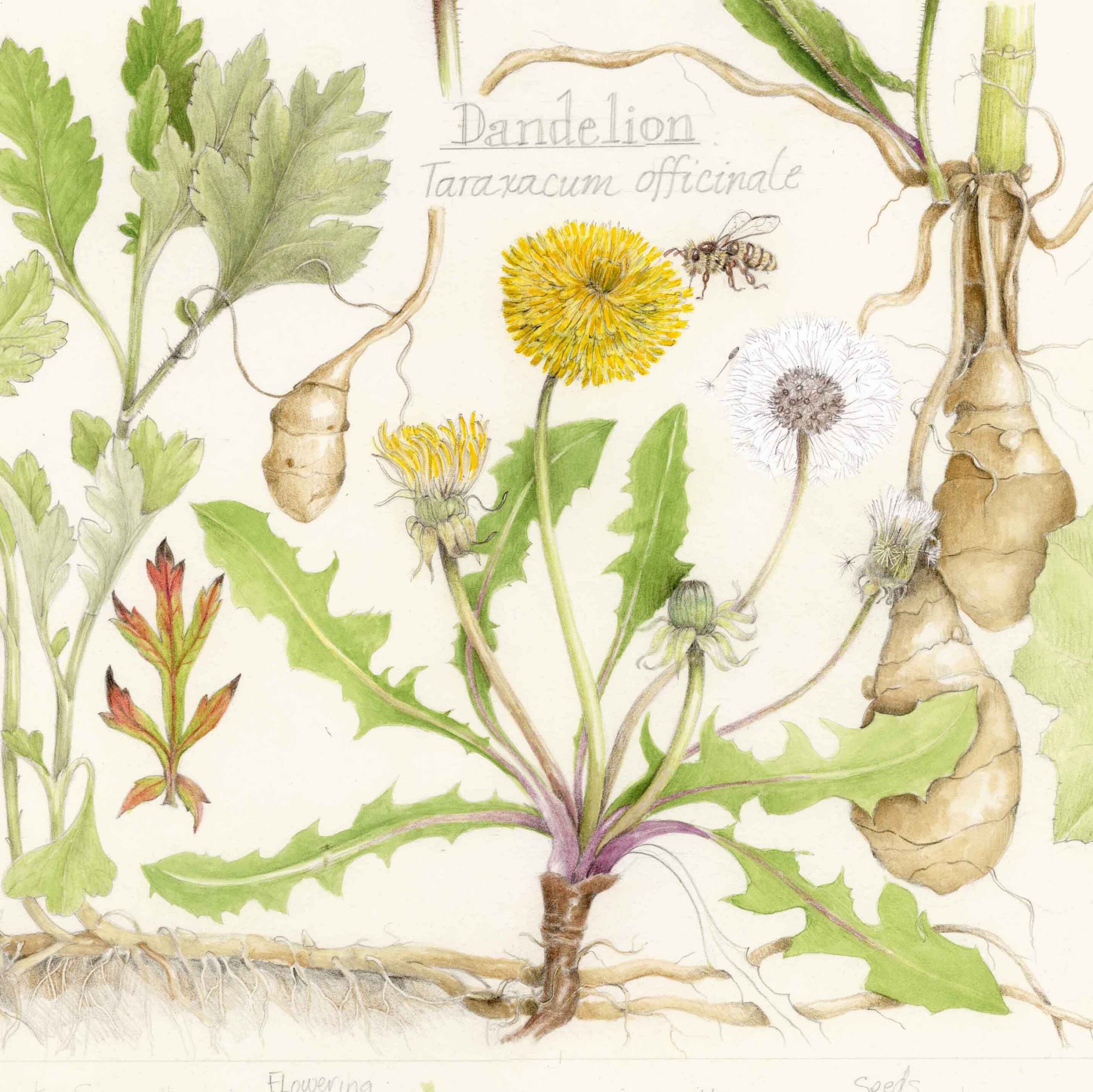 Zoom Workshop 139: Delightful Dandelions - Image 2