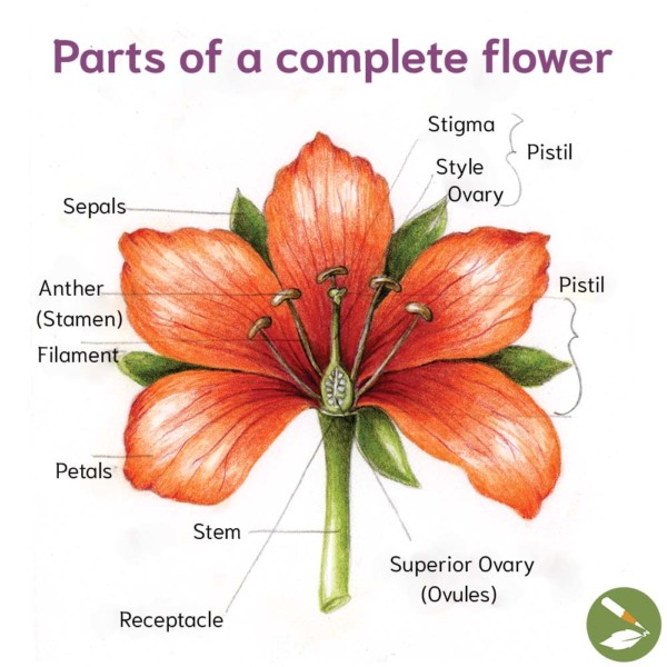 flowering plant parts