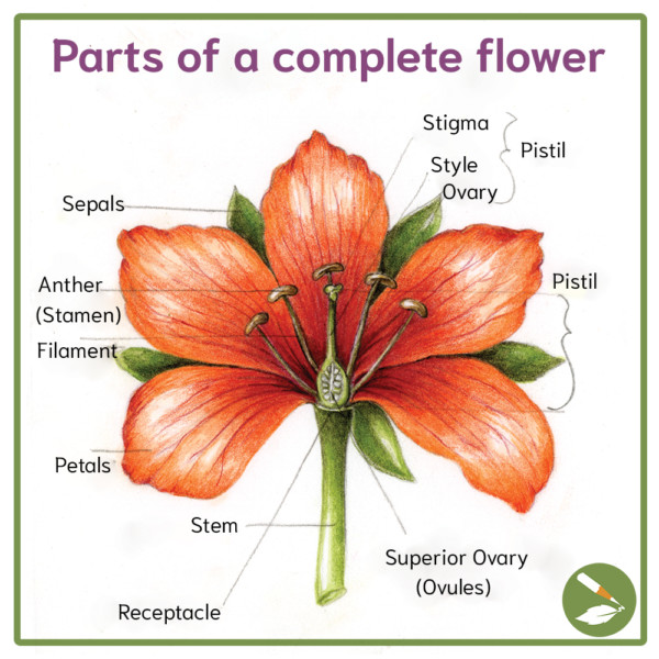 Understanding Flowers Draw Botanical LLC