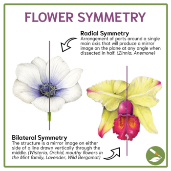 Understanding Flowers - Draw Botanical LLC