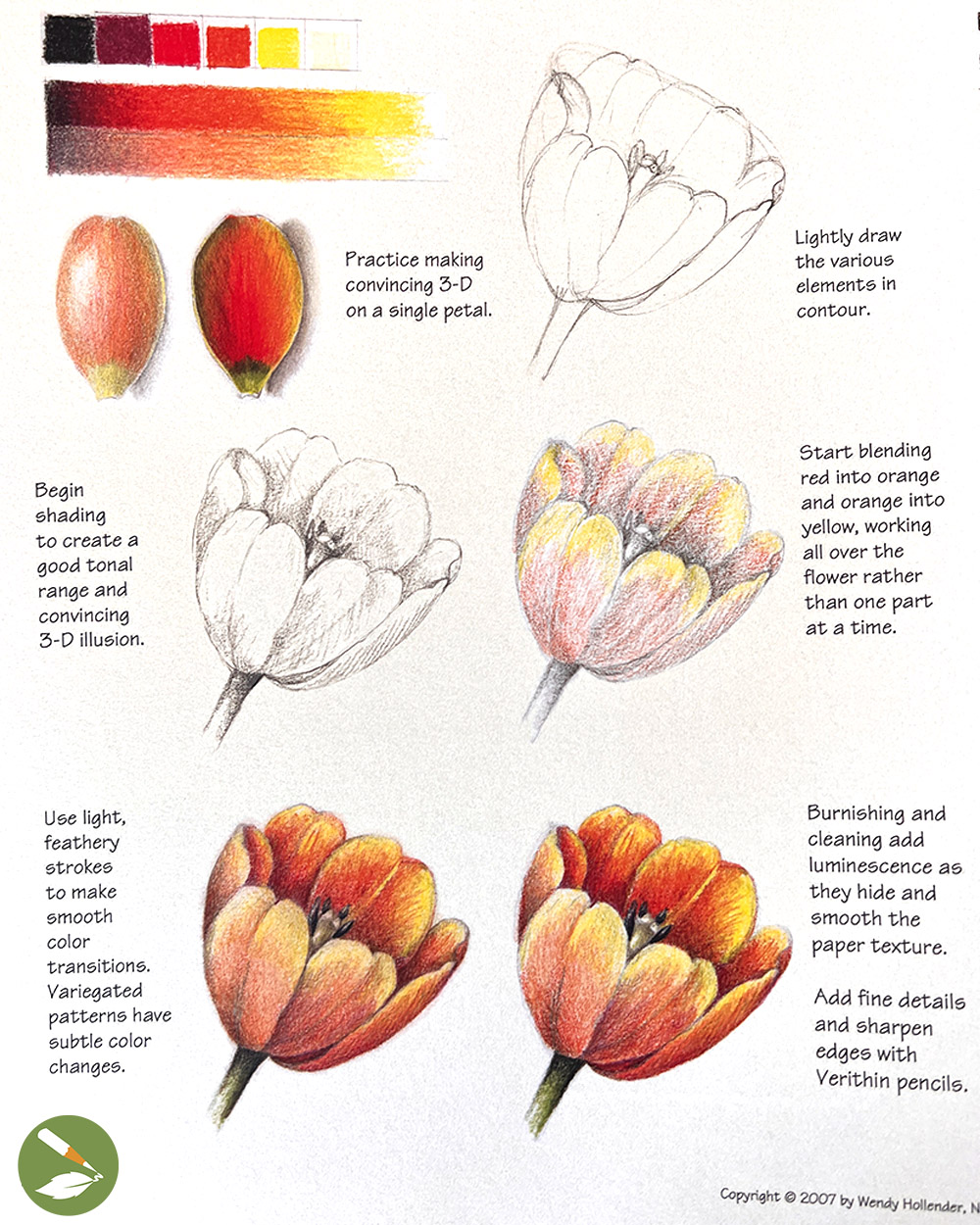 tulips pencil drawing