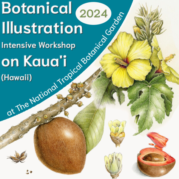 Art Supply Kit: Practice of Botanical Drawing - Draw Botanical LLC