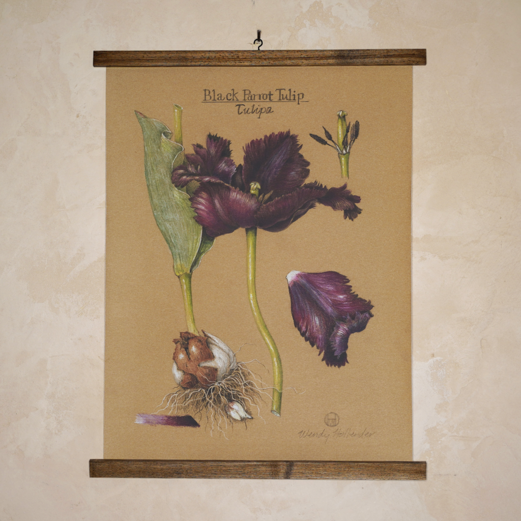 Wendy Hollender's Kraft Paper Prints Draw Botanical LLC