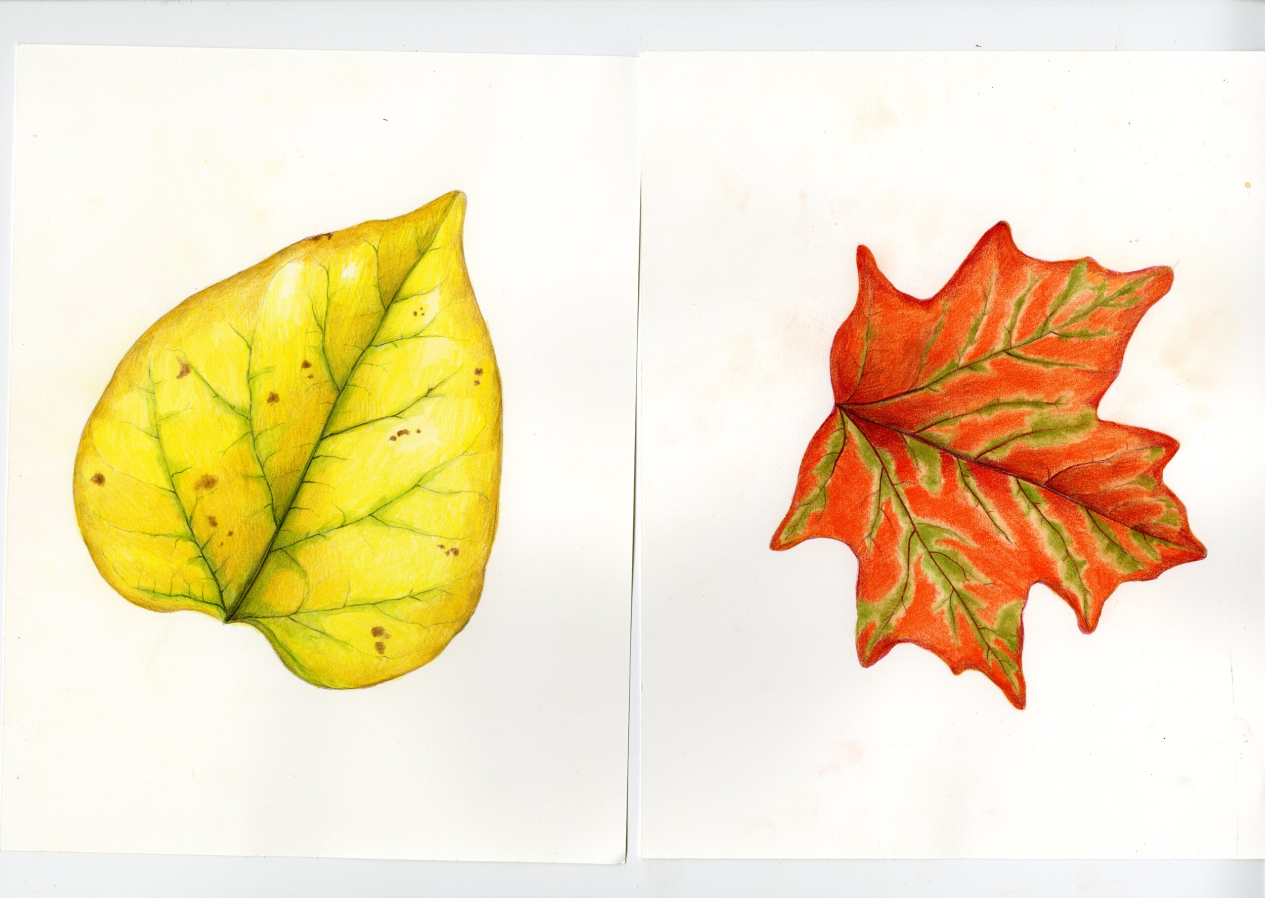 How to Draw Autumn Leaves