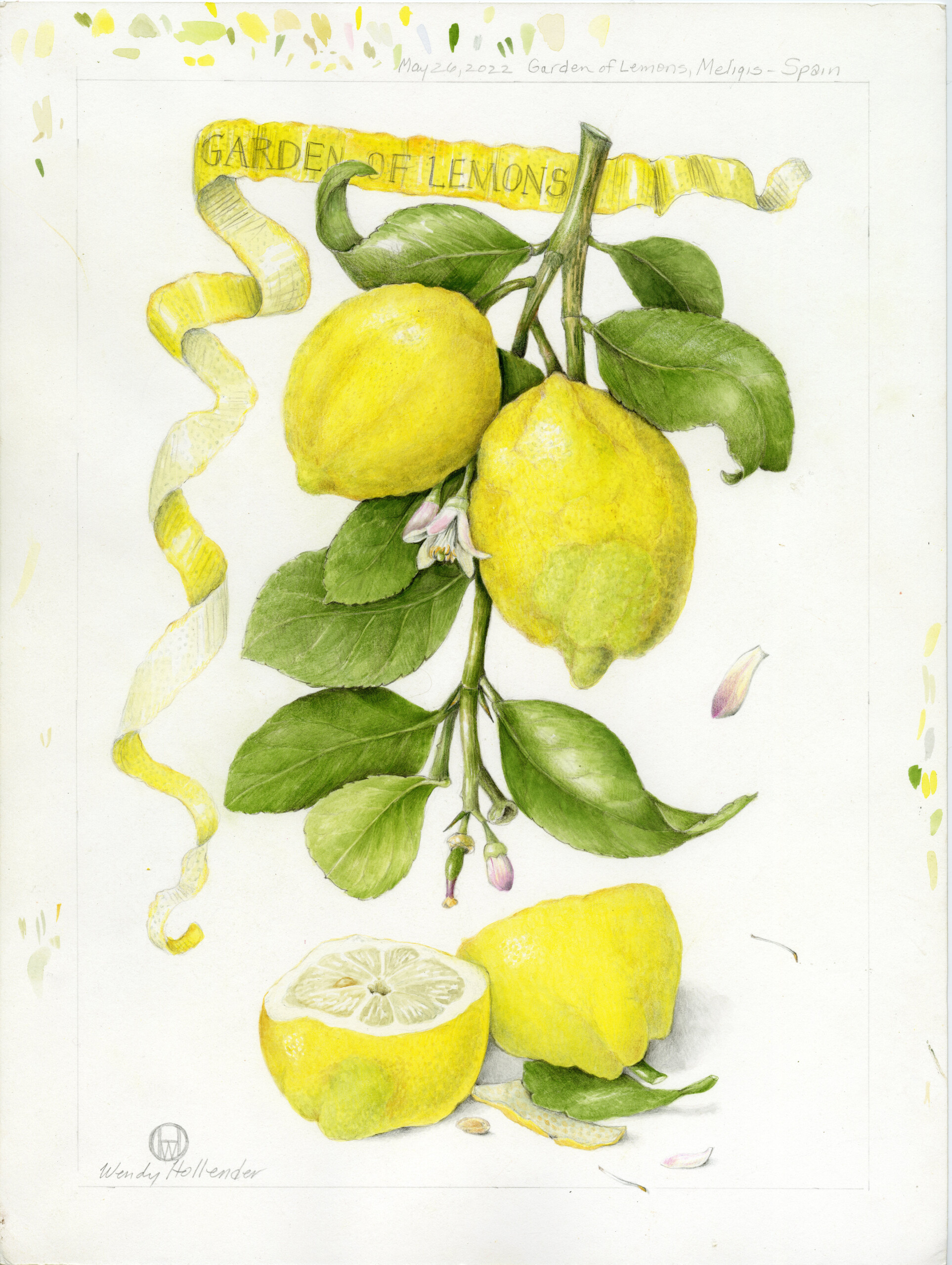 Lemons from the Garden of Lemons in 2022 shown attached to a branch with buds flowers and leaves, at the bottom there is a lemon cut in half, at the top and down the left side, there is a curling lemon peel that says Garden of Lemons in the ribbon at the top, botanical illustration by Wendy Hollender