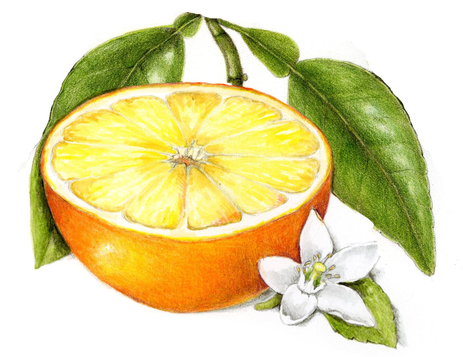 Perspective & Measuring: Illusions Revealed - Draw Botanical LLC