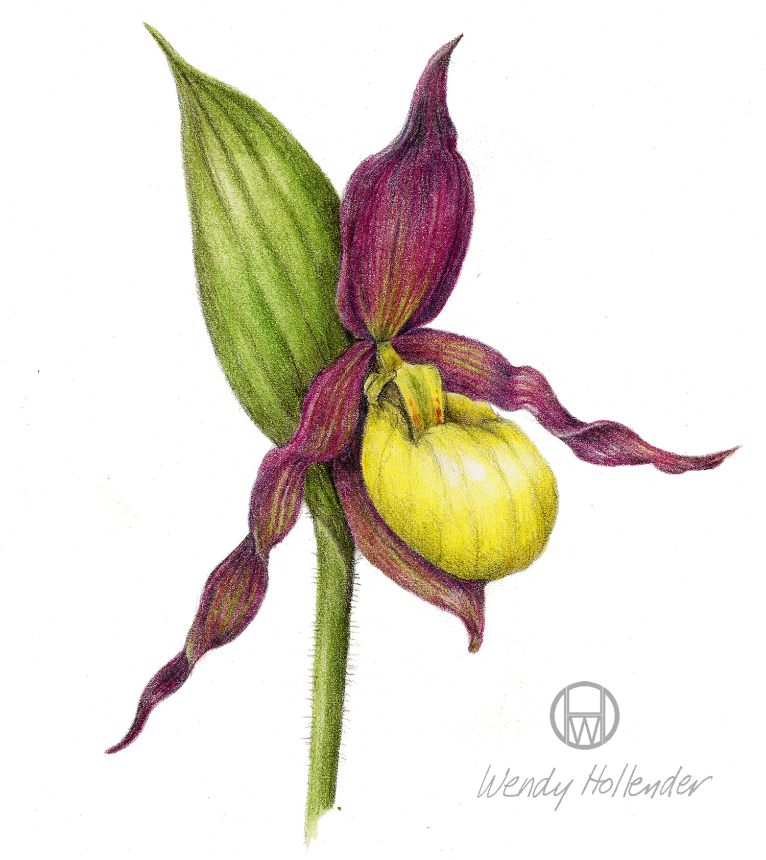 orchid_Yellow_Ladys_Slipper_Cypripedium_parviflorum_sm