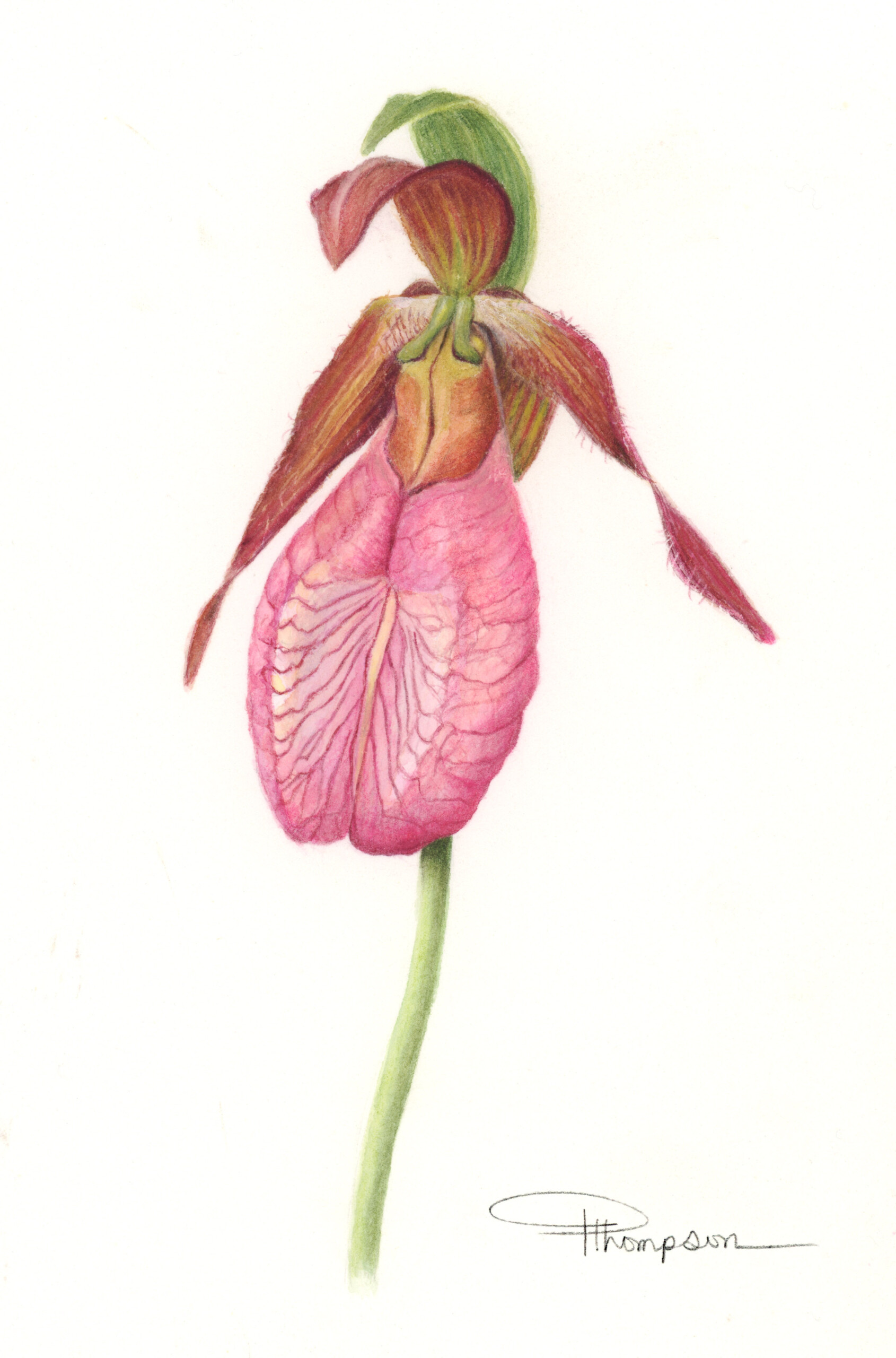 pam lady slipper orchid sm