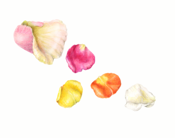 rose petals illustration by artist Pam Thompson