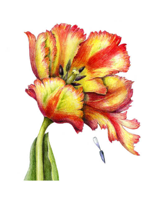 Online Tulip Workshop - Zoom Meeting - Draw Botanical LLC