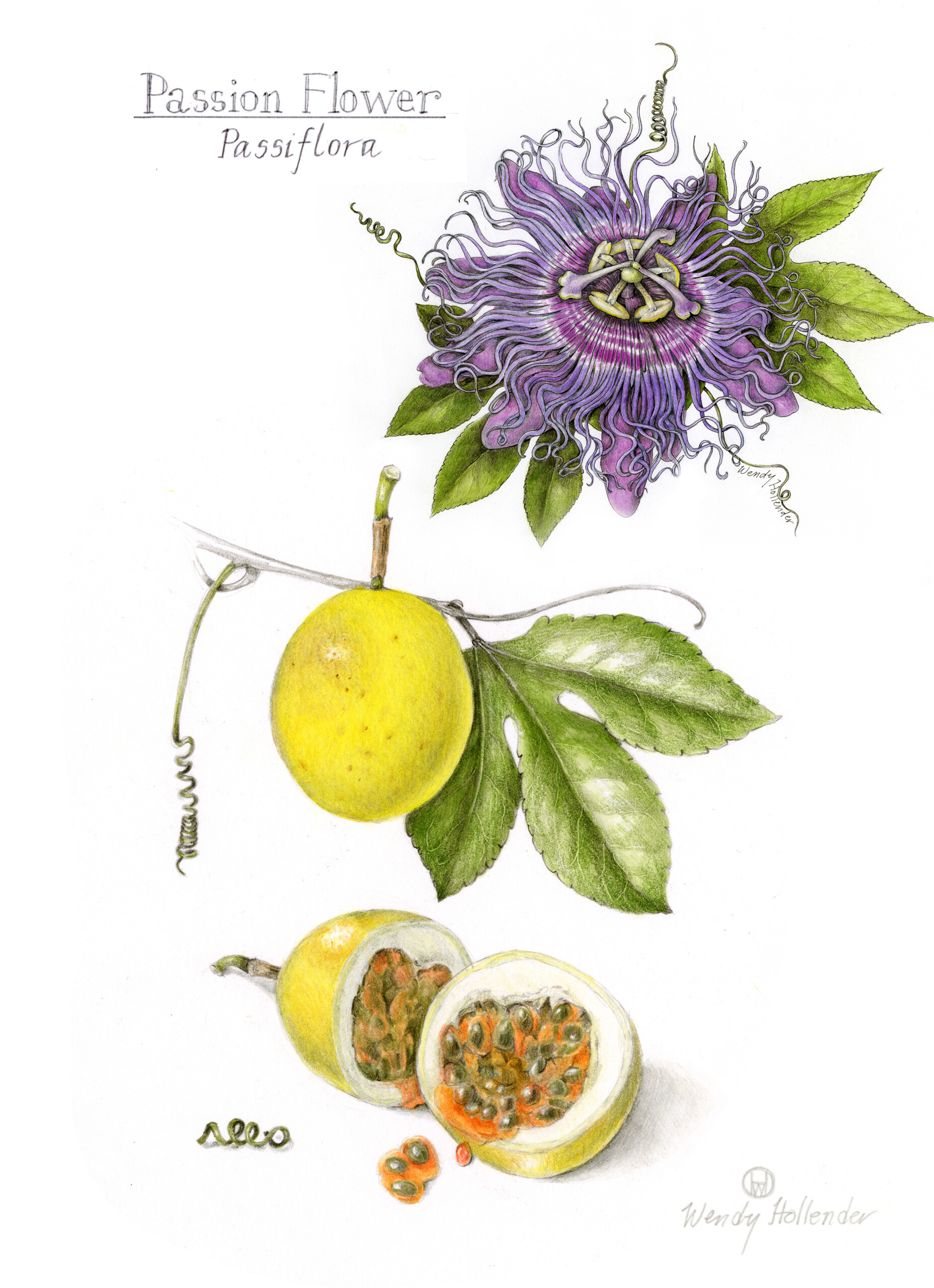 Purple passion flower with leaves (top), passion fruit whole with leaf (middle), passion fruit open with seeds inside (bottom)
