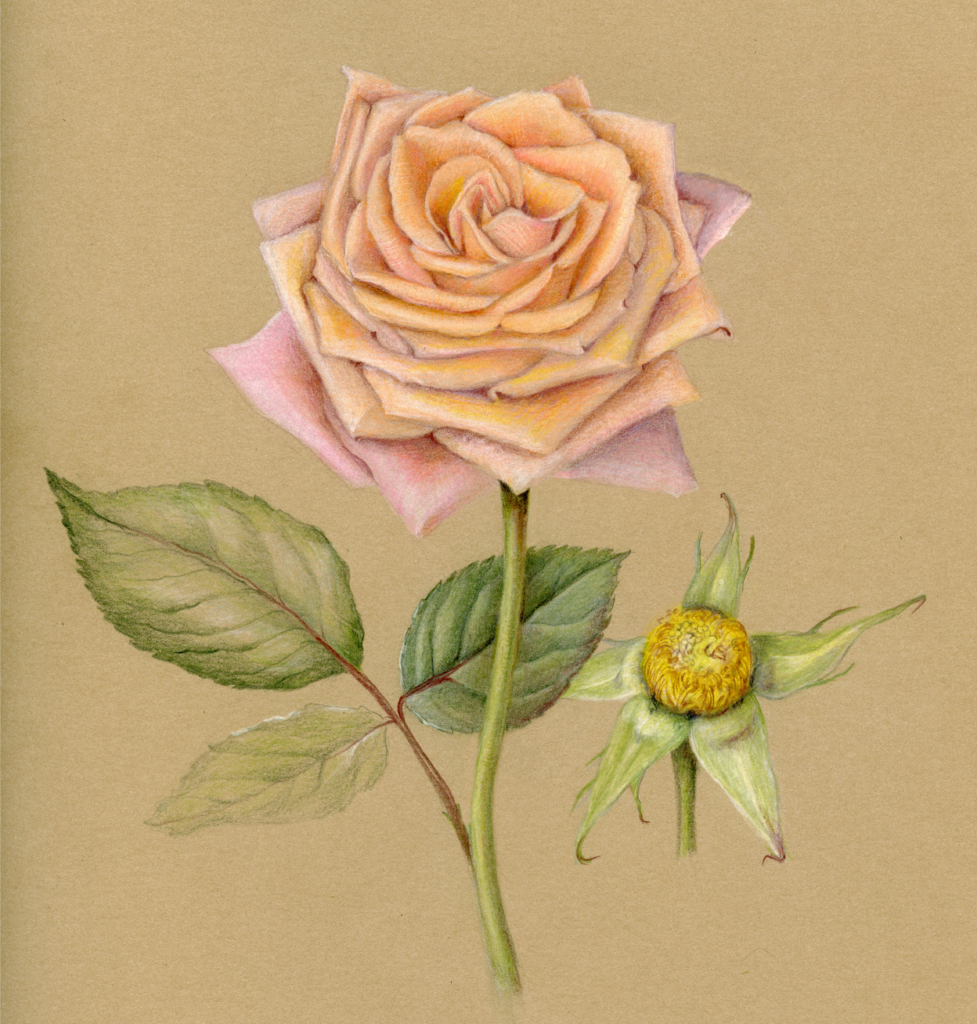 Rose on kraft paper by Pam Thompson