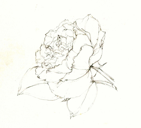 Featured image of post Realistic Rose Drawing Outline : The good news is that there are several ways that you can finish a rose drawing, they go from very simple pencil rose outlines and doodles to realistic rose drawing.