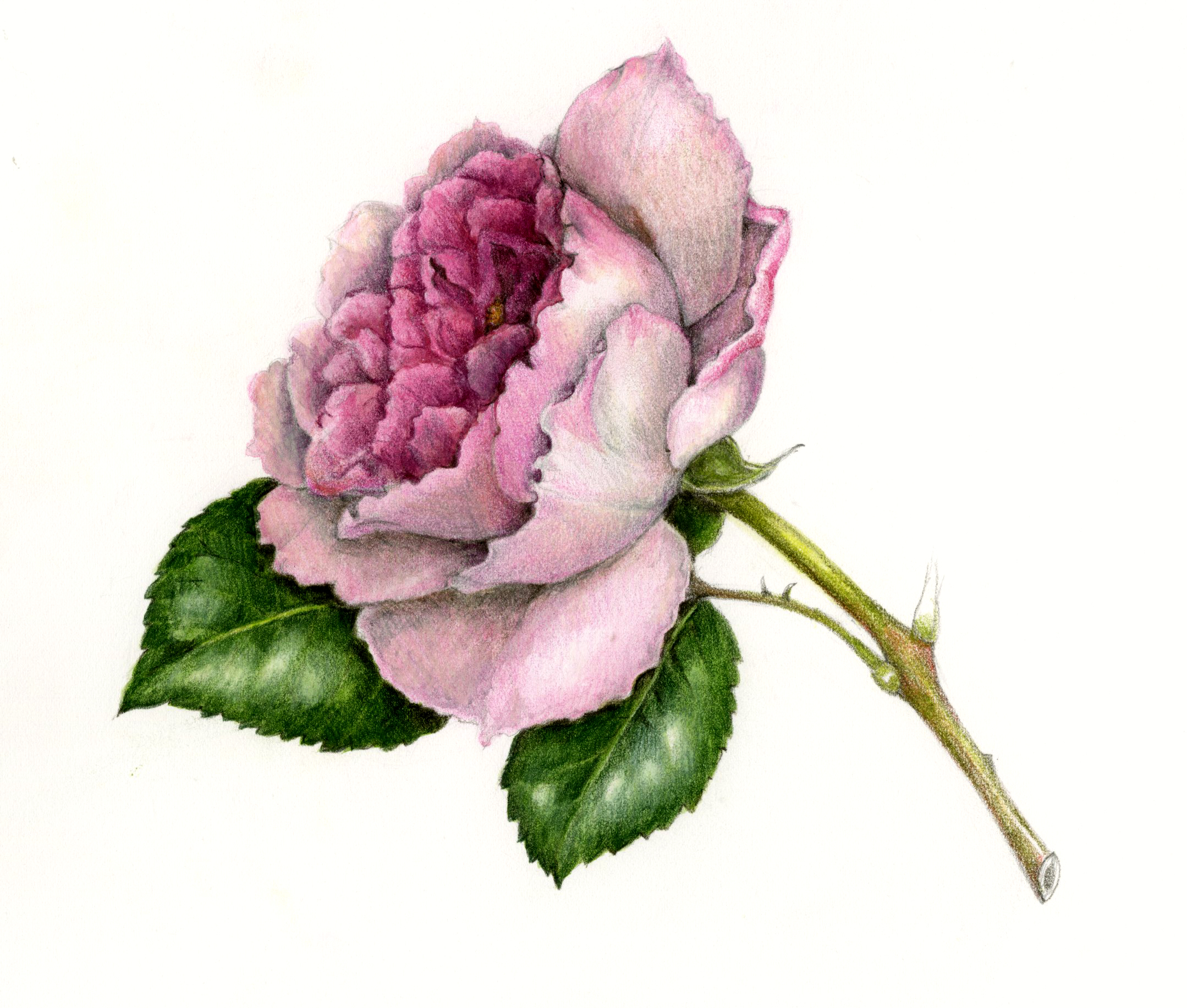 Pink Romantic Rose in watercolor - Botanical Study - Lesson and  Demonstration about how to paint a rose in watercolor