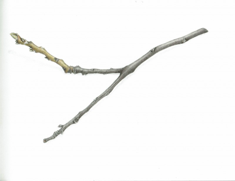 branch1