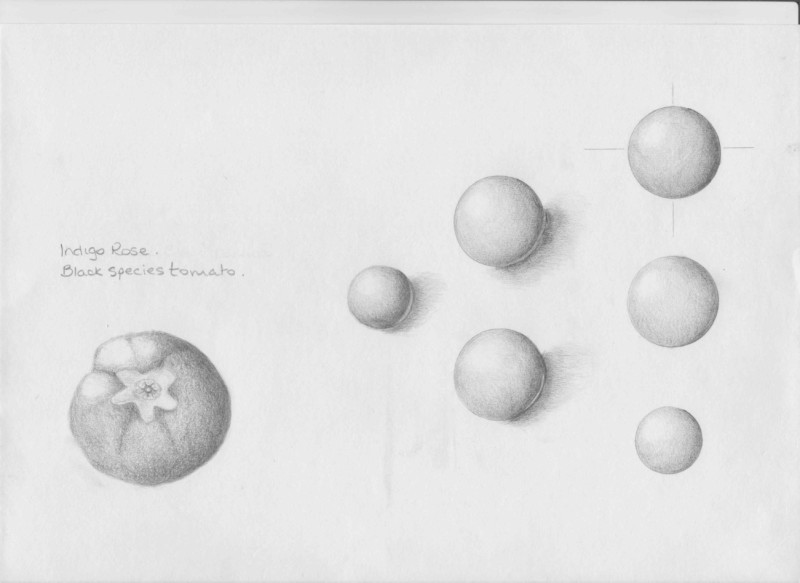 studytomato-001-2