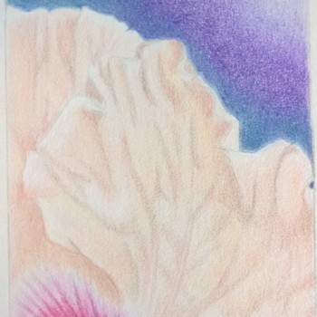 tropical-hibiscus-study2