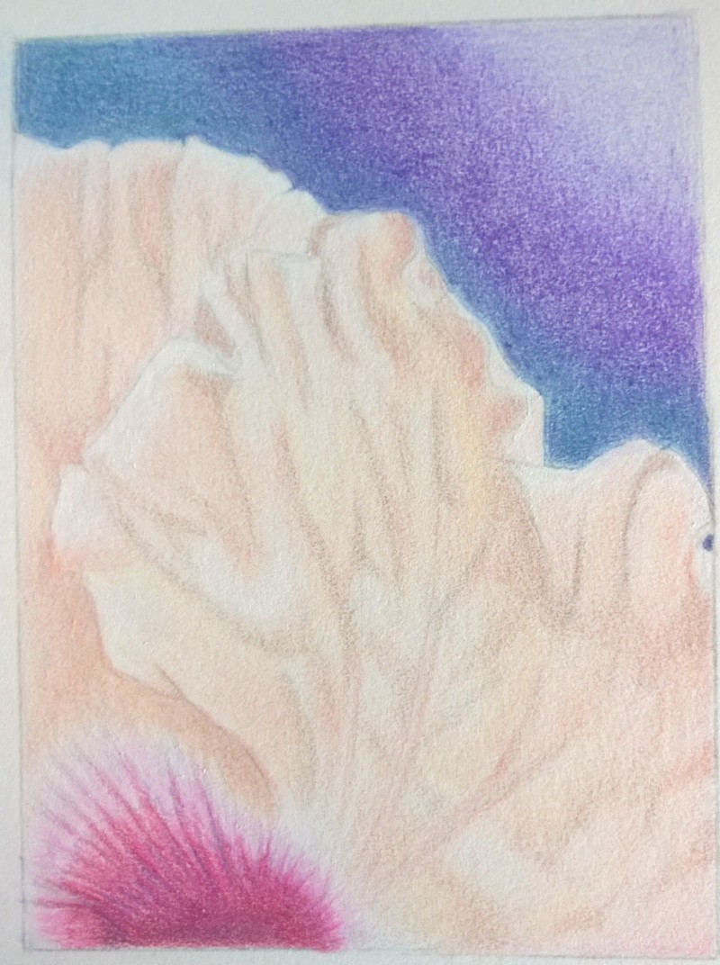 tropical-hibiscus-study2