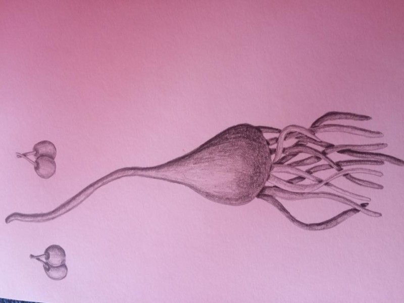 botanical-drawing-garlic-2