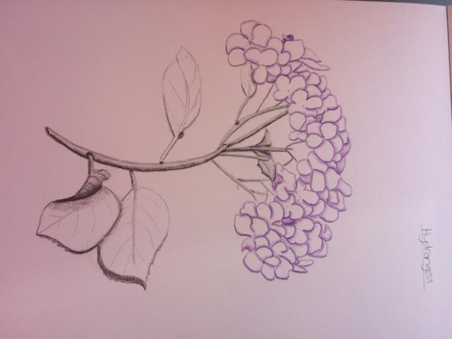 beginnings-of-hydrangea