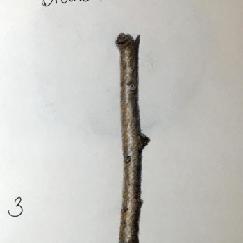 colored-branch-2